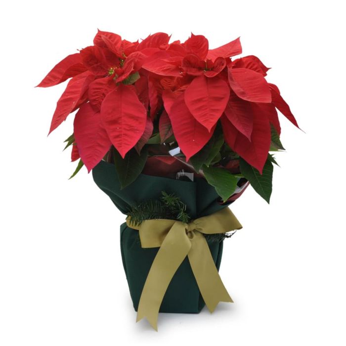 Christmas Poinsettia xmas plant